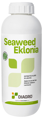 seaweed eklonia